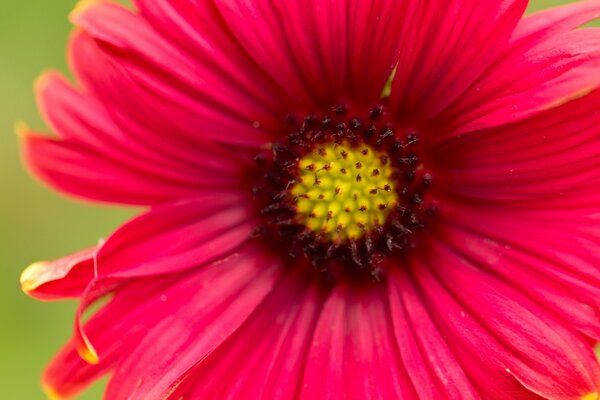 Fleur rose closeup