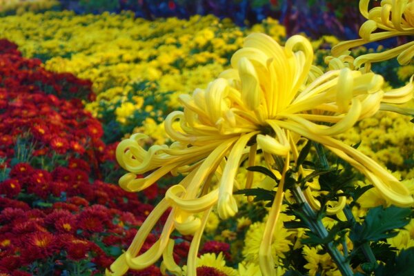 Enorme campo con flores