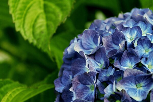 La magie des fleurs mauves et violettes