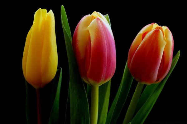 Tulips close-up on a dark background