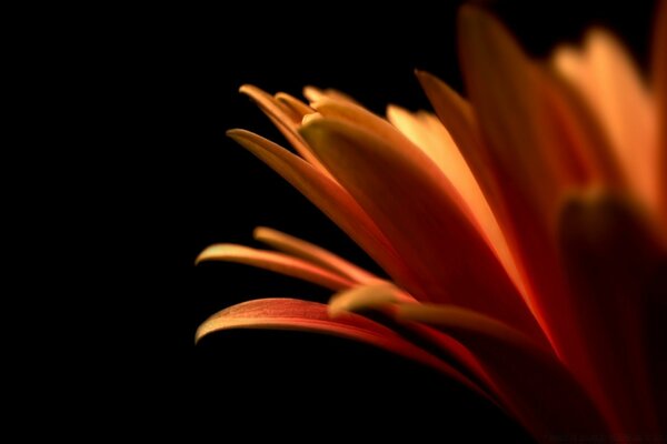 Beautiful flower on a black background