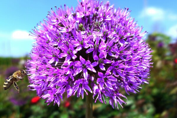 L inflorescence des fleurs violettes attire l abeille