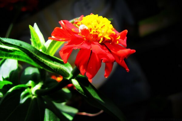 Red and yellow flower on a dark background