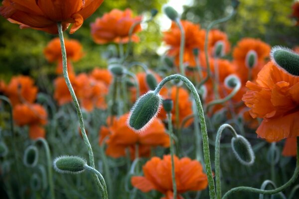 Orange Mohnblumen auf einem Mohnfeld