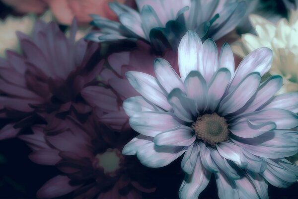 Different flowers on a gray background