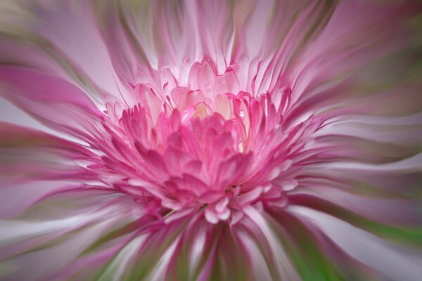 Fleur d été signe de la nature