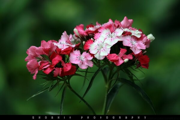 Flores multicoloridas salpicadas em um fundo verde