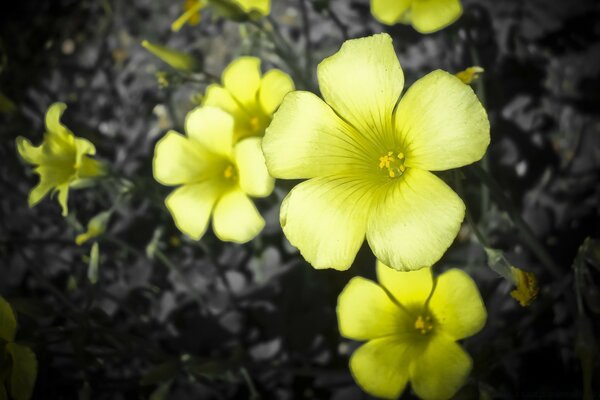 Schöne Blumen auf dunklem Hintergrund