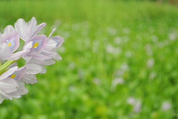 A small piece of flowers on a green field background