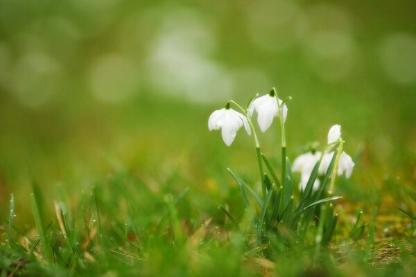 Flores brancas em grama fina