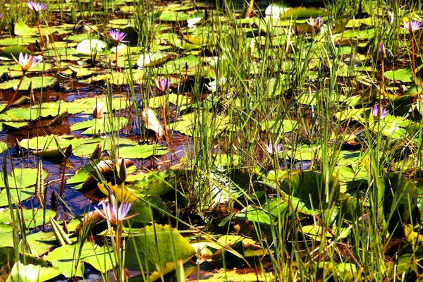 Flowers and leaves on the water in summer