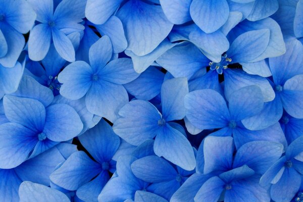 Lots of bright blue flowers