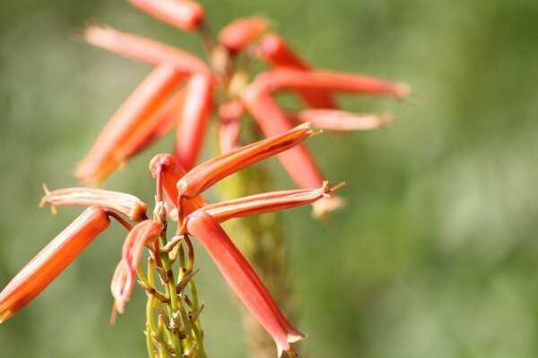 Macro photography of plants in field one