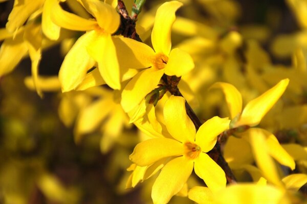 Natürliche Blüten mit gelben Blättern