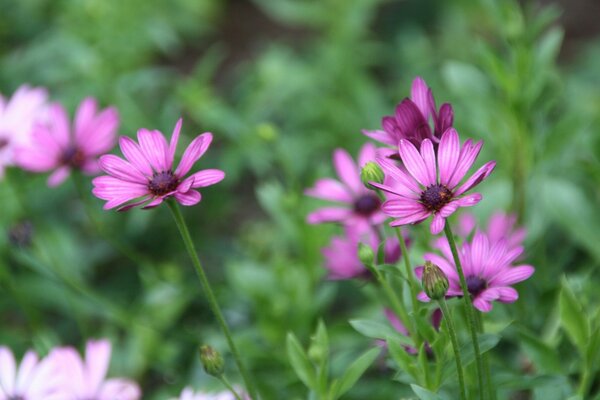 Fleurs mauves et roses parmi les verts