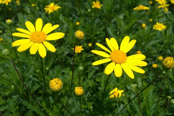 In the summer, daisies grow