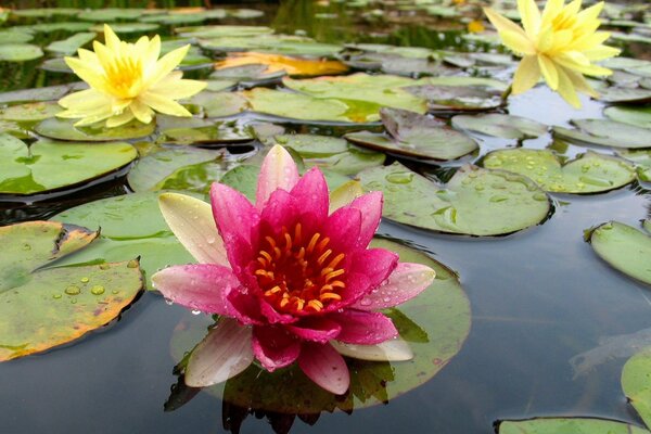 Fleurs de nénuphar épanouies sur l eau