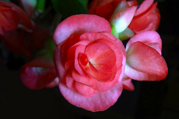 Rosa Blütenblätter einer kleinen Blume