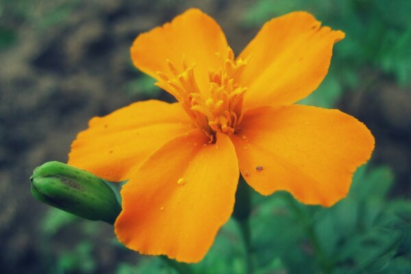 Eine helle Blume wächst im Grünen