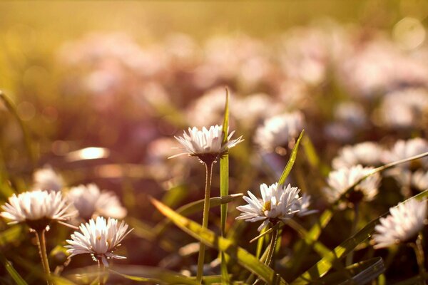 Daisies, tell me fortune for happiness and love