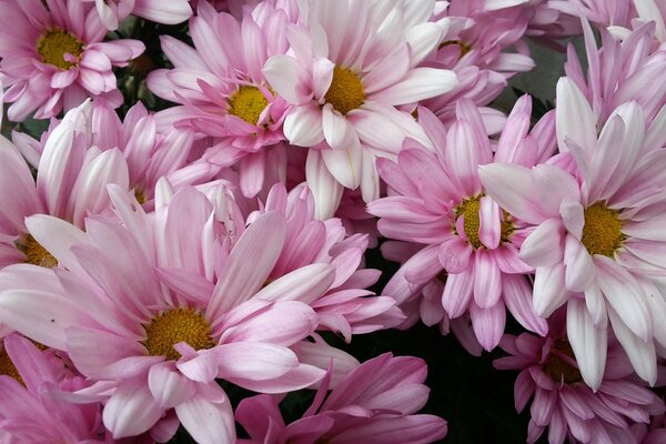 Blumen mit rosa Blütenblättern