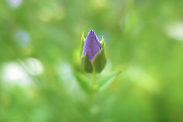 Le foglie diventano verdi, i fiori crescono