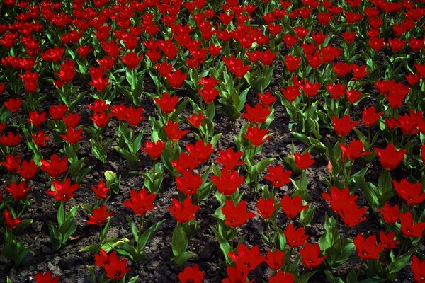 Die Schönheit der Tulpenfelder von Holland