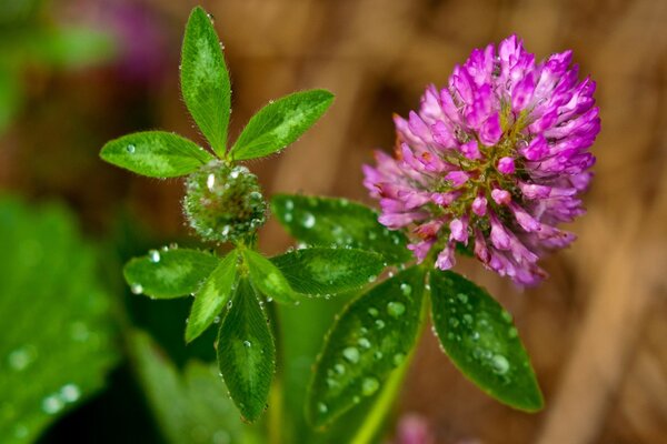 Flora fauna leaves green