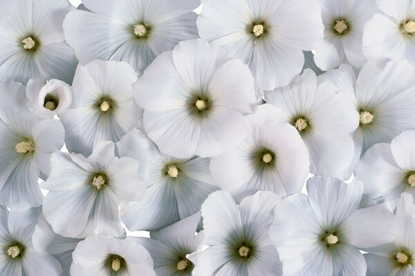 Um grande número de flores brancas