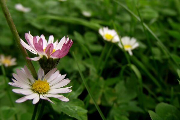 Chamomile, tell me only the truth