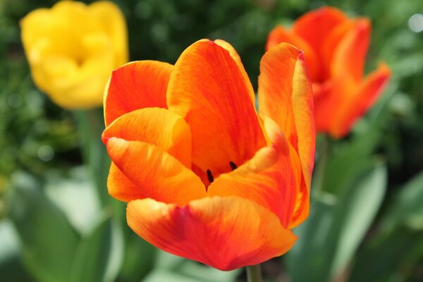 Cette fleur n a pas l air bien dans le jardin