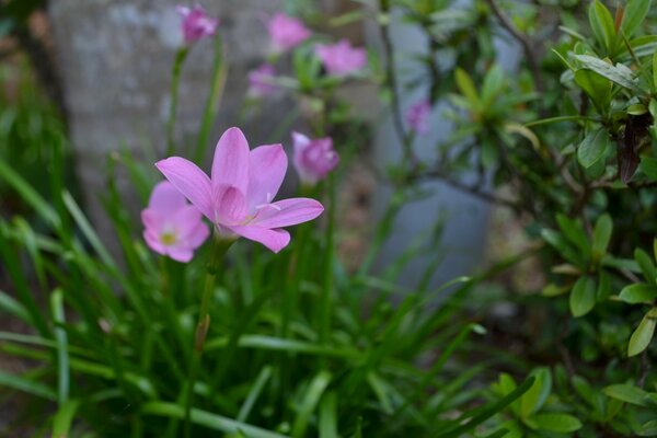 Flores de Jardín flor púrpura