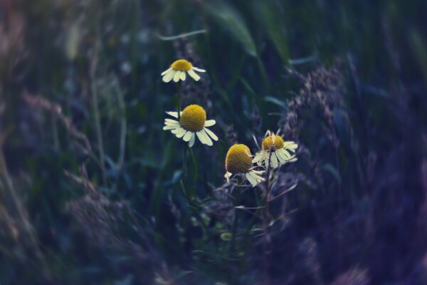 Margaridas em flor no redemoinho de eventos