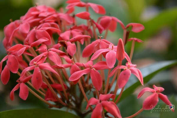 Ungewöhnliche helle Blumen im Garten