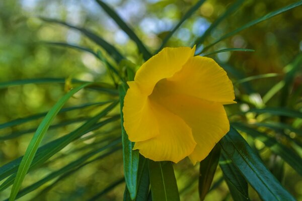 Eine helle Blume ist immer schön und spektakulär