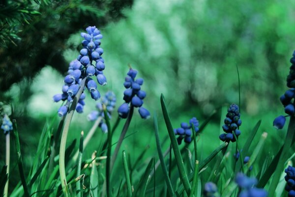 Low blue flowers in the forest