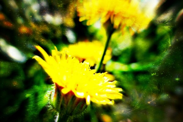 Macro photography of plants in field two