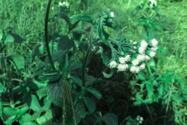 As flores crescem no verde da floresta