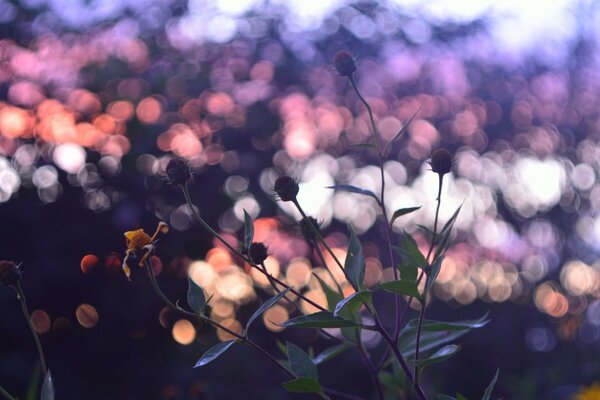 Sunset purple flowers in the side