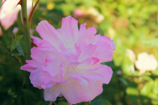 Pink terry flower on a background of greenery