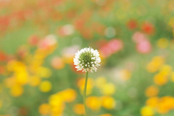 Ein entzückender Löwenzahn, der unter anderen Blumen aufsteigt