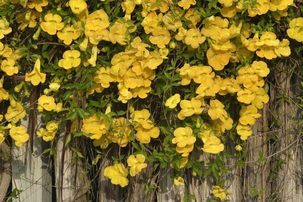 Flores amarillas arrastrándose por la pared