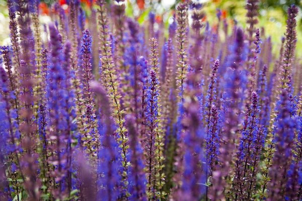 Tall blue flowers in summer