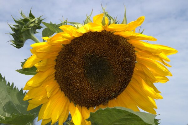 Tournesol mûri sur fond de ciel