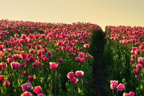 Ein riesiges Feld mit Mohnblumen übersät