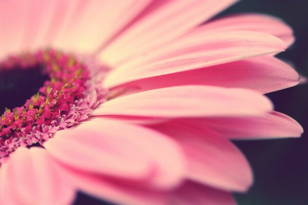 Voando natureza com flores cor-de-rosa