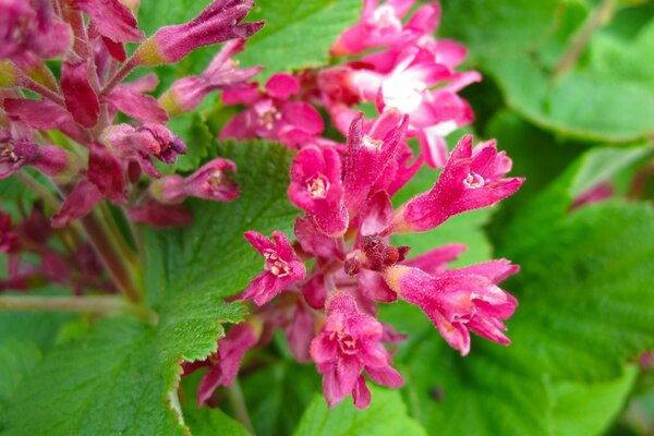 Macro photography of plants in field three