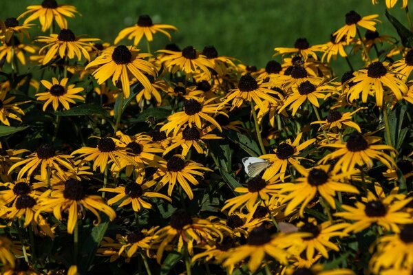 Hohe gelbe Blumen im Garten