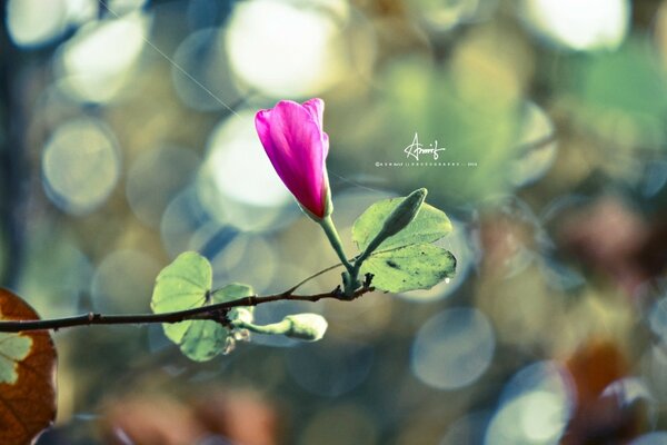 Uma flor solitária complementa perfeitamente qualquer composição