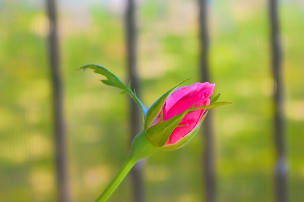 Es ist Sommer, die Blumen blühen auf